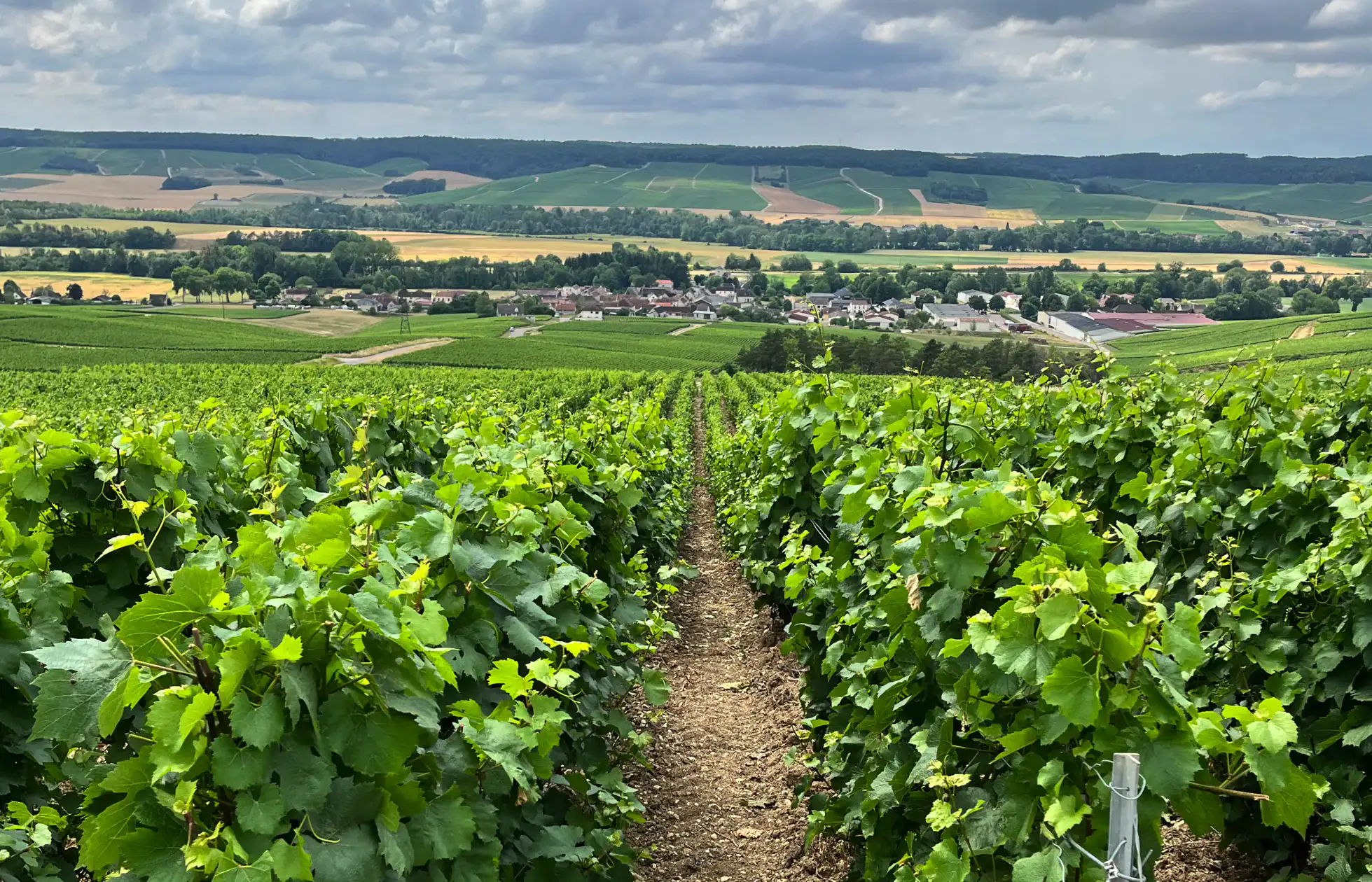 Discover the Region of Côte des Bar | Champavin Producers