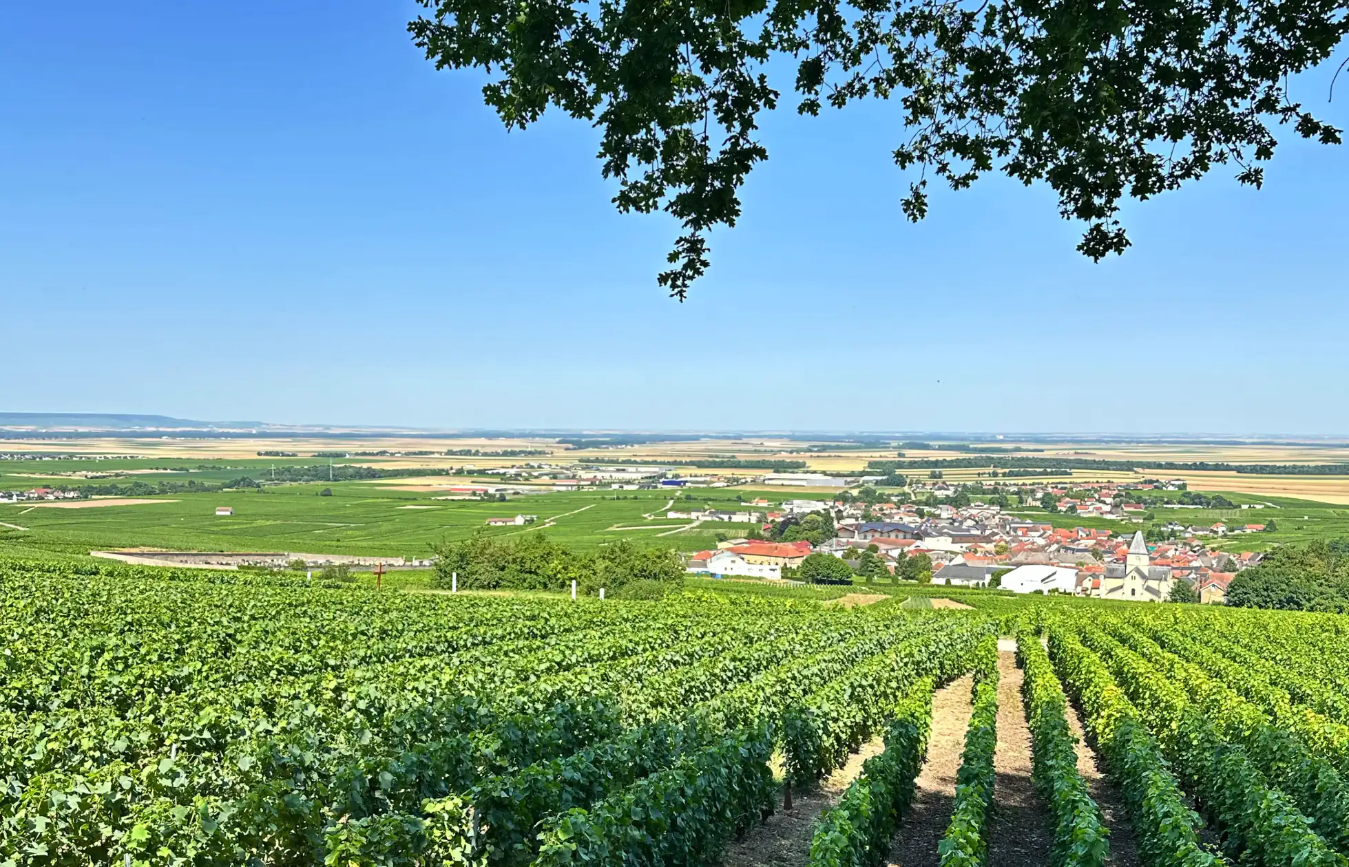 Discover the Region of Côte des Blancs | Champavin Producers