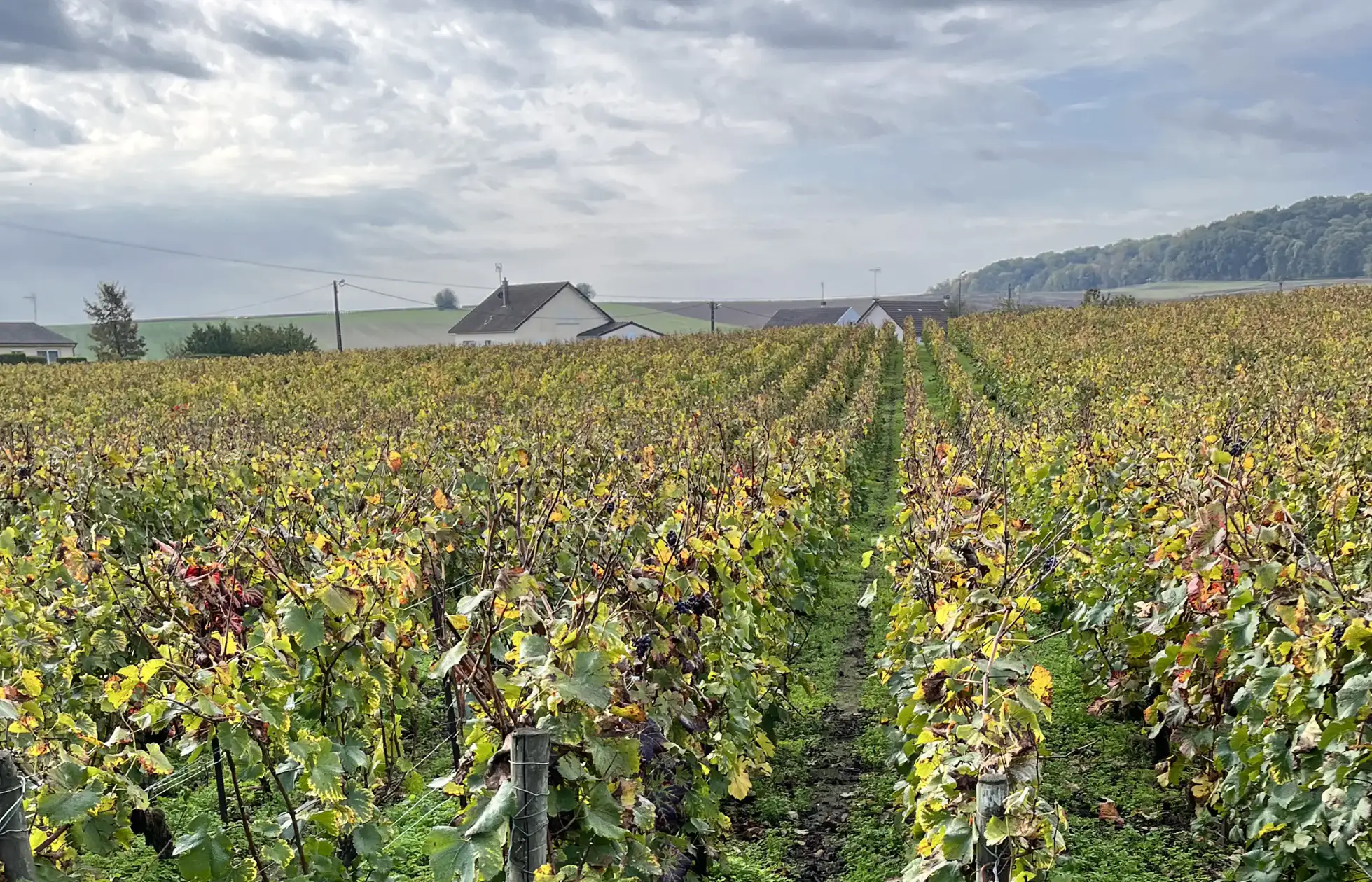 Discover the Region of Coteaux du Petit Morin | Champavin Producers