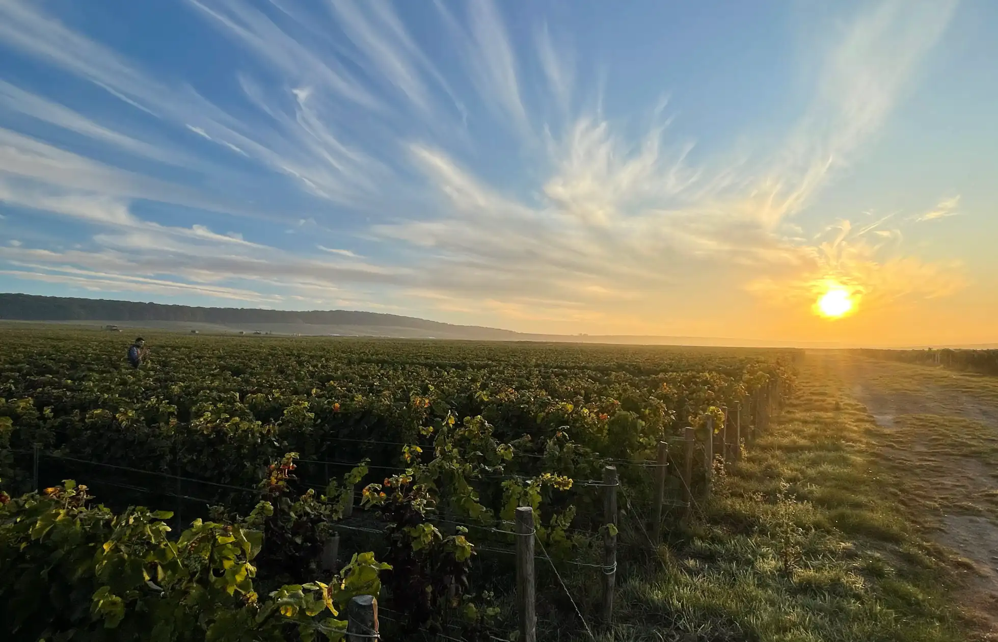 Meet the Champavin producer in Grande Montagne de Reims Champagne region.