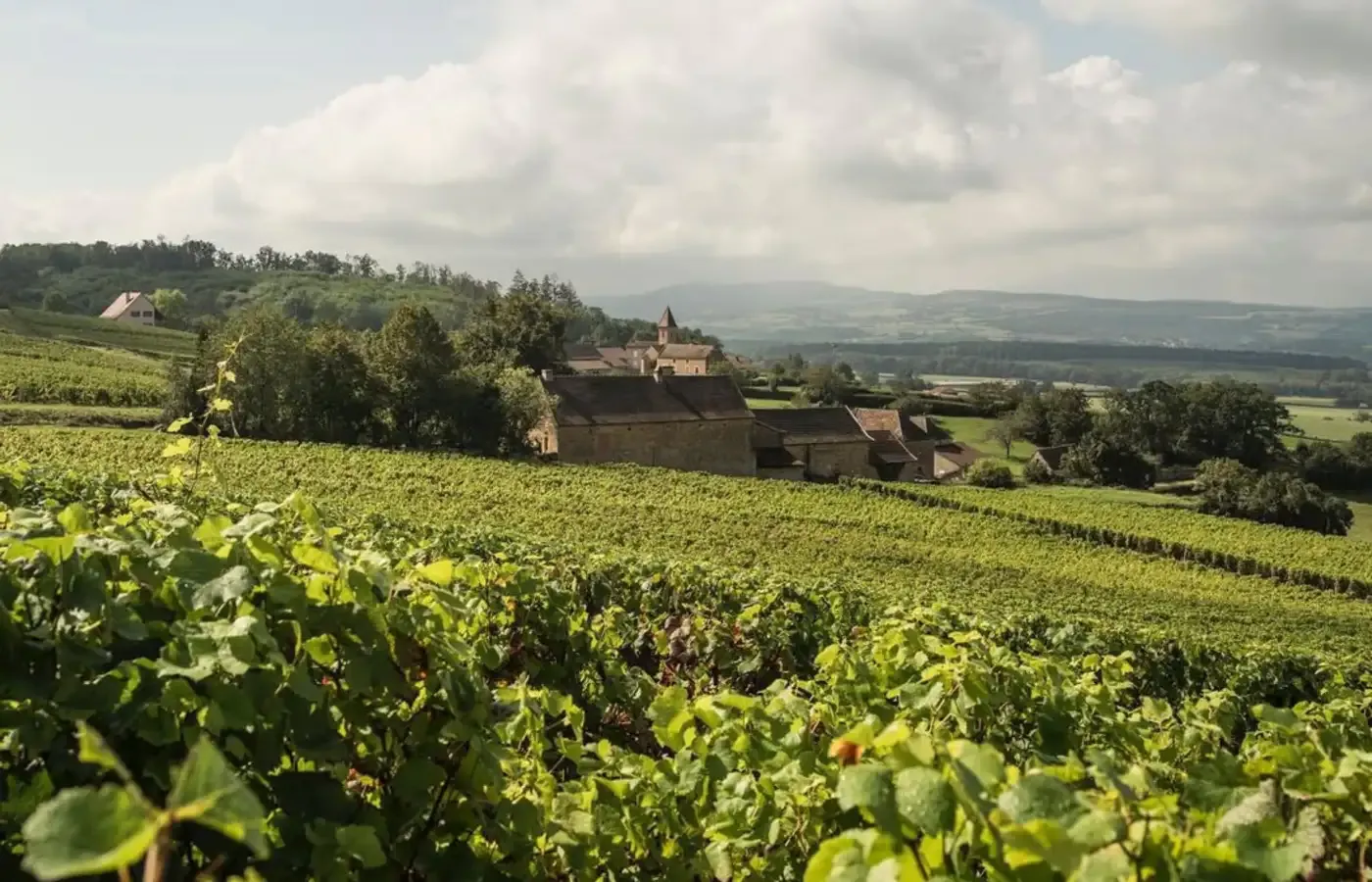 Meet the Champavin producers in Mâconnais Bourgougne.