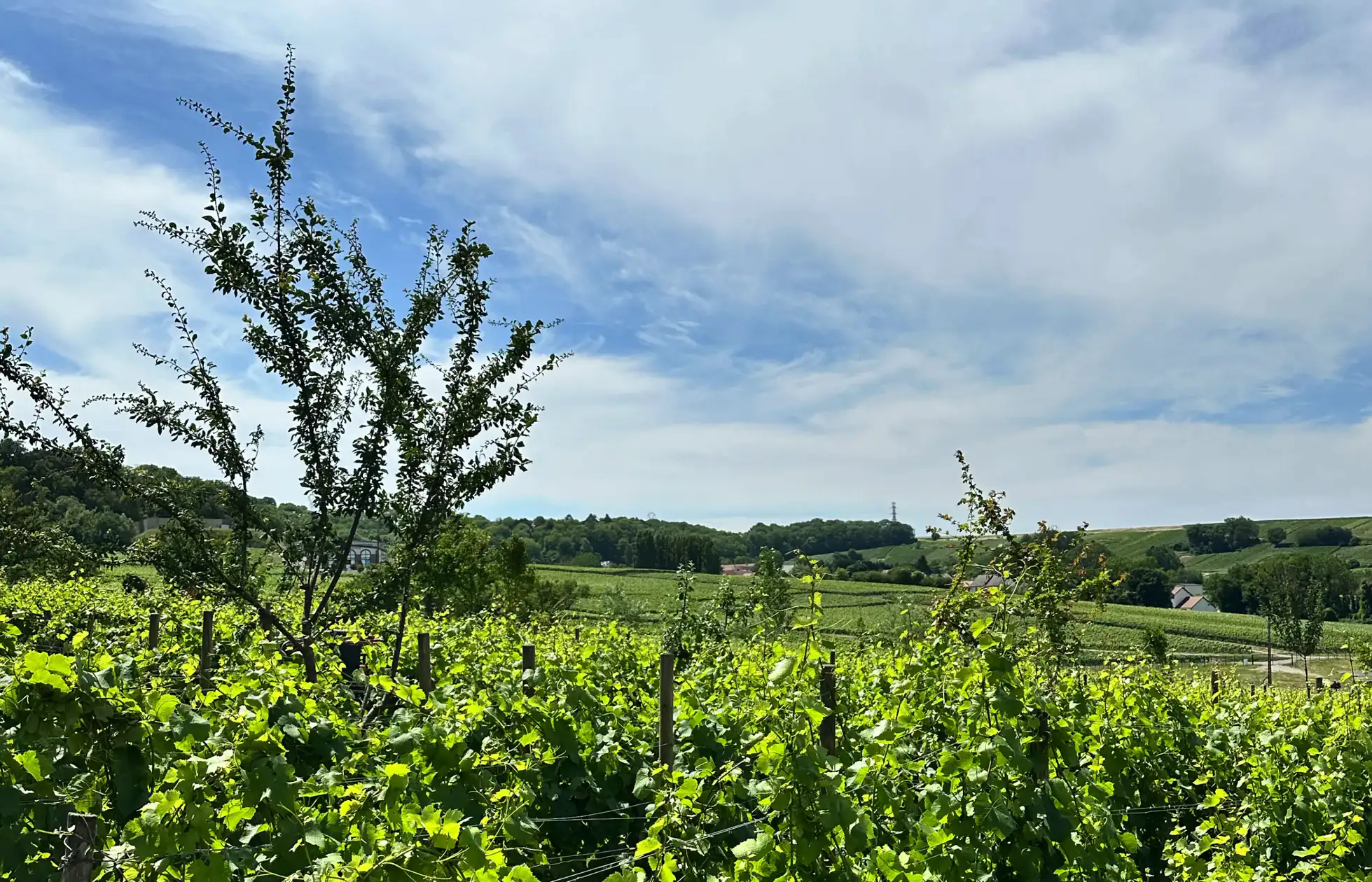 Discover the Region of Petite Montagne de Reims | Champavin Producers